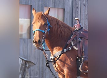 Cruzado, Gelding, 9 years, 14,1 hh, Chestnut-Red