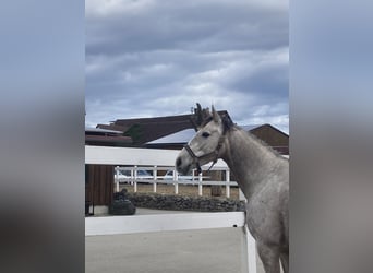 Cruzado Mix, Gelding, 9 years, 15.1 hh, Grey