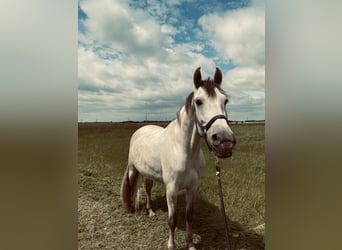 Cruzado, Gelding, 9 years, 15.2 hh
