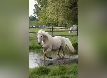 Cruzado Mix, Gelding, 9 years, 15,1 hh, Palomino