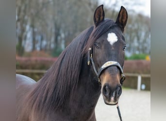 Cruzado, Gelding, 9 years, 15,2 hh, Bay-Dark
