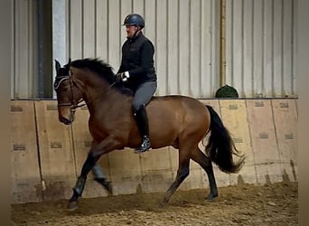 Cruzado, Gelding, 9 years, 16 hh, Brown