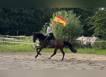Cruzado, Giumenta, 10 Anni, 157 cm, Baio