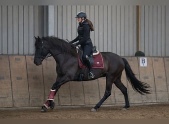 Cruzado, Giumenta, 10 Anni, 165 cm, Baio scuro