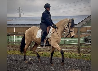 Cruzado, Giumenta, 11 Anni, 160 cm, Falbo
