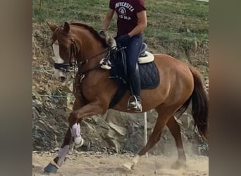 Cruzado, Giumenta, 11 Anni, 160 cm, Sauro