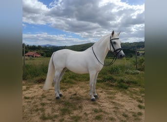 Cruzado Mix, Giumenta, 12 Anni, 156 cm, Grigio