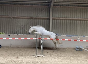 Cruzado, Giumenta, 13 Anni, 155 cm, Grigio