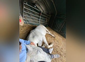 Cruzado, Giumenta, 15 Anni, 160 cm, Grigio