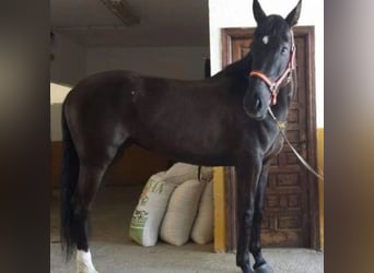 Cruzado, Giumenta, 17 Anni, 168 cm, Morello