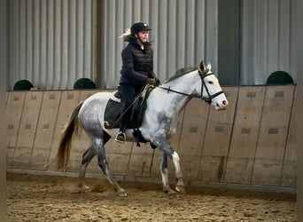 Cruzado, Giumenta, 3 Anni, 150 cm, Grigio pezzato