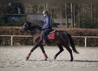 Cruzado, Giumenta, 3 Anni, 150 cm, Morello