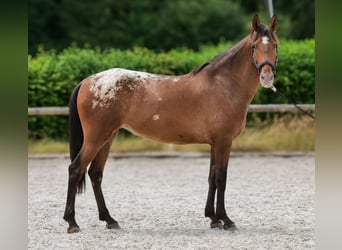 Cruzado, Giumenta, 3 Anni, 153 cm, Leopard
