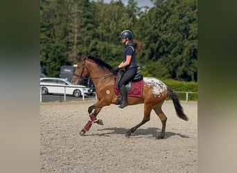 Cruzado, Giumenta, 3 Anni, 153 cm, Leopard