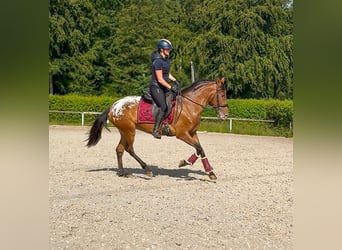 Cruzado, Giumenta, 3 Anni, 153 cm, Leopard