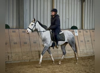 Cruzado, Giumenta, 4 Anni, 150 cm, Grigio pezzato