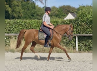 Cruzado, Giumenta, 4 Anni, 150 cm, Sauro