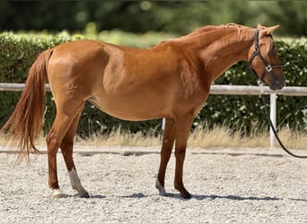 Cruzado, Giumenta, 4 Anni, 150 cm, Sauro