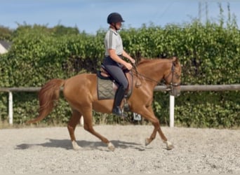 Cruzado, Giumenta, 4 Anni, 150 cm, Sauro