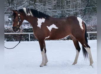 Cruzado, Giumenta, 4 Anni, 153 cm, Pezzato