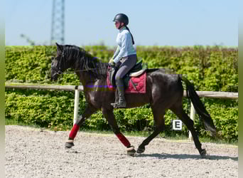 Cruzado, Giumenta, 4 Anni, 158 cm, Morello