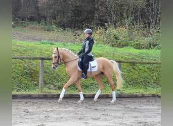 Cruzado, Giumenta, 4 Anni, 158 cm, Palomino