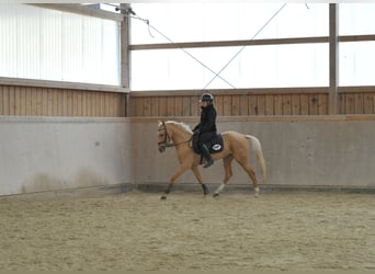 Cruzado, Giumenta, 4 Anni, 158 cm, Palomino