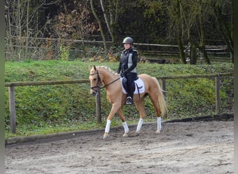Cruzado, Giumenta, 4 Anni, 158 cm, Palomino