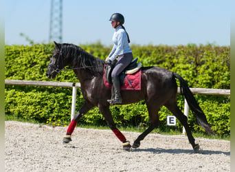 Cruzado, Giumenta, 4 Anni, 160 cm, Morello