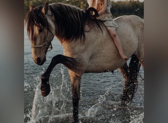 Cruzado, Giumenta, 4 Anni, 162 cm, Pelle di daino