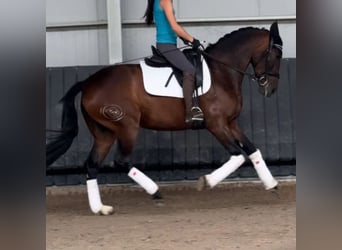 Cruzado, Giumenta, 4 Anni, 165 cm, Baio