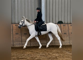 Cruzado, Giumenta, 5 Anni, 150 cm, Grigio