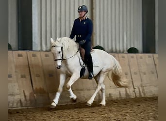 Cruzado, Giumenta, 5 Anni, 150 cm, Grigio