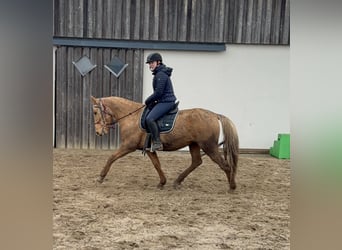 Cruzado, Giumenta, 5 Anni, 152 cm, Dunalino
