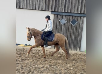 Cruzado, Giumenta, 5 Anni, 152 cm, Dunalino
