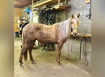 Cruzado, Giumenta, 5 Anni, 152 cm, Dunalino