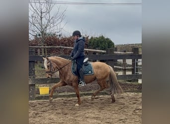 Cruzado, Giumenta, 5 Anni, 152 cm, Dunalino