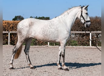 Cruzado, Giumenta, 5 Anni, 155 cm