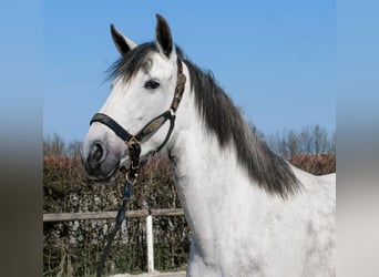 Cruzado, Giumenta, 5 Anni, 155 cm