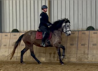 Cruzado, Giumenta, 5 Anni, 155 cm, Grigio rossastro