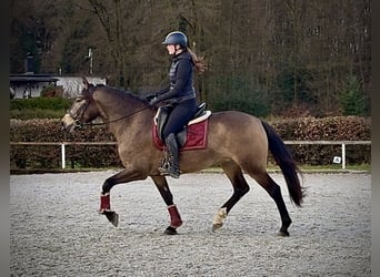 Cruzado, Giumenta, 5 Anni, 157 cm, Falbo
