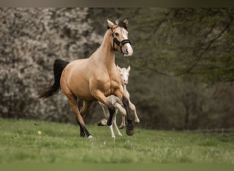 Cruzado, Giumenta, 5 Anni, 160 cm, Pelle di daino