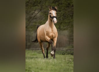 Cruzado, Giumenta, 5 Anni, 160 cm, Pelle di daino