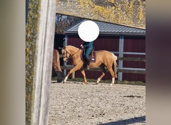 Cruzado, Giumenta, 5 Anni, 161 cm, Palomino