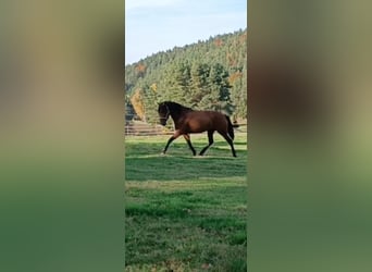 Cruzado Mix, Giumenta, 5 Anni, 163 cm, Baio