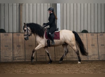 Cruzado, Giumenta, 5 Anni, Falbo