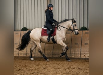 Cruzado, Giumenta, 5 Anni, Falbo