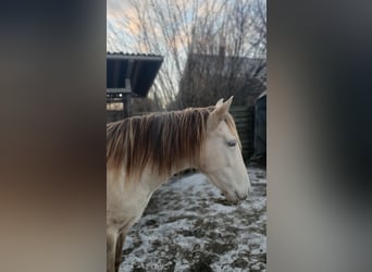 Cruzado, Giumenta, 6 Anni, 147 cm, Champagne