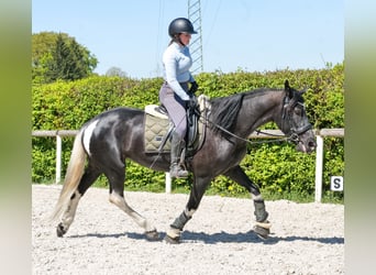 Cruzado, Giumenta, 6 Anni, 150 cm, Pezzato