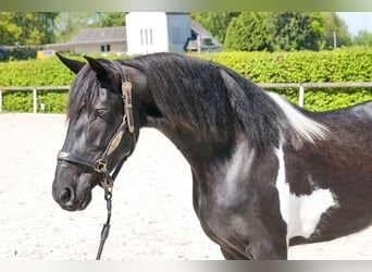Cruzado, Giumenta, 6 Anni, 150 cm, Pezzato
